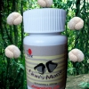 Natural nerve healer and stress reducer mushroom